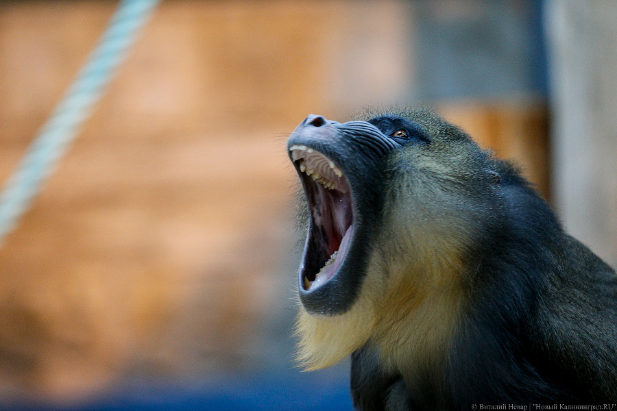 Варяг из Дании: в Калининградском зоопарке поселился орангутан Бенджамин