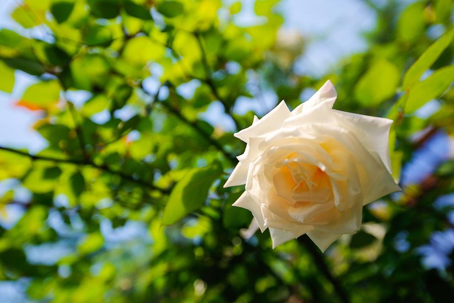 Экзотика в руинах: аварийные оранжереи Ботанического сада и их будущее