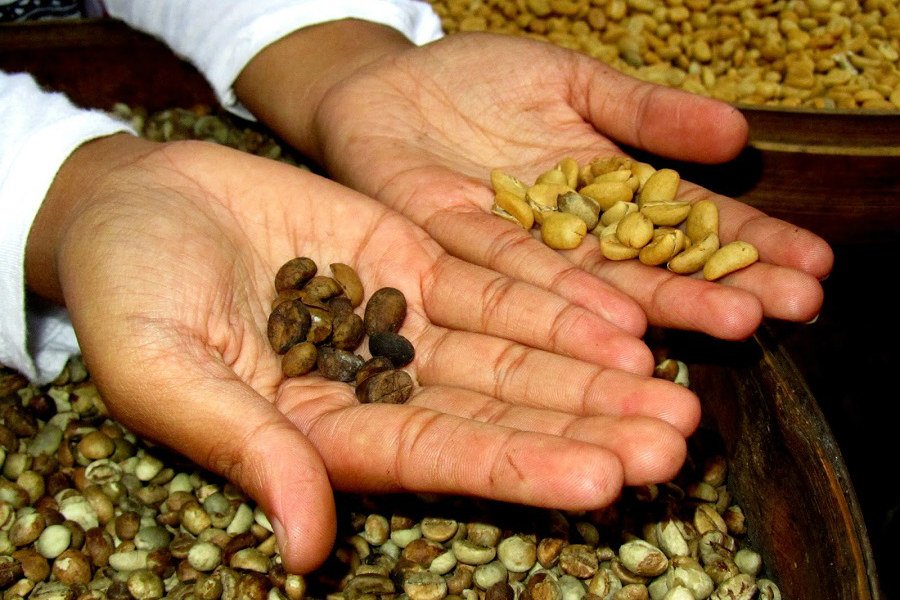 Один из самых дорогих кофе — лювак — теперь можно заказать в Калининграде