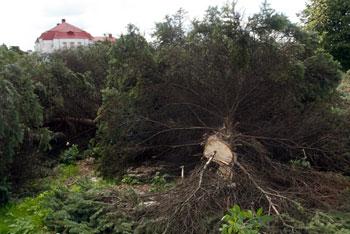 В Калининграде утвердят новую процедуру вырубки деревьев