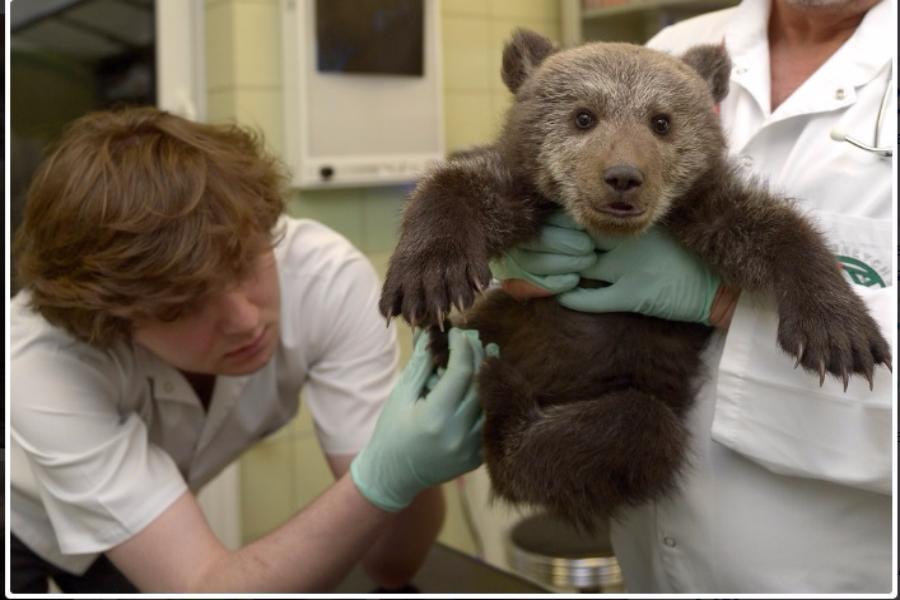 В Польше специалисты спасли из леса маленького голодного медвежонка (фото)