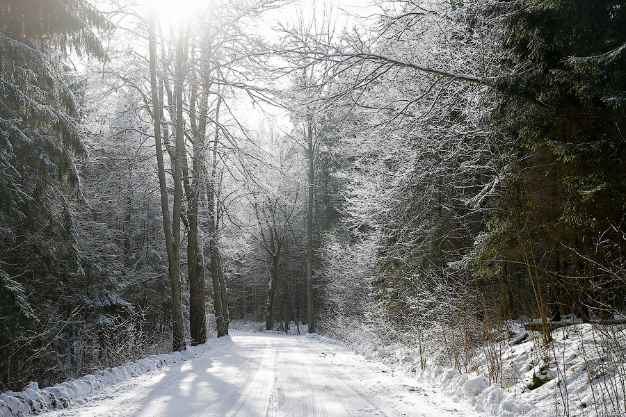 Правительство нашло основания для расторжения договора с арендатором Виштынецкого леса
