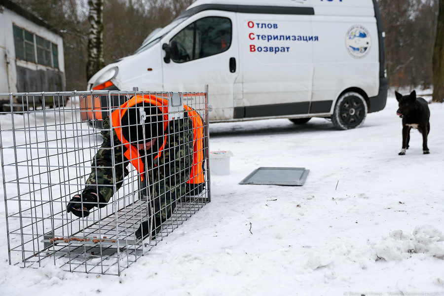 19 января: волонтеры ловят бездомных собак в пос. Космодемьянского
