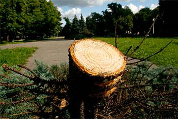 Для строительства здания областного суда вырубят 32 дерева на Нижнем озере  