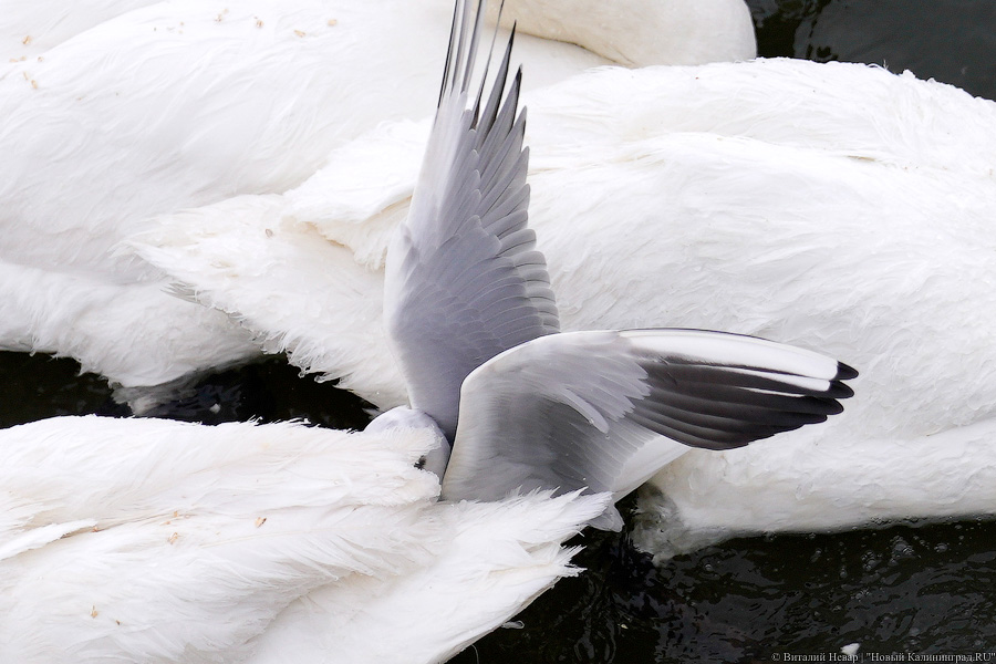 Ледяной плен: в Калининградском морском канале из-за мороза погибают лебеди (фото)