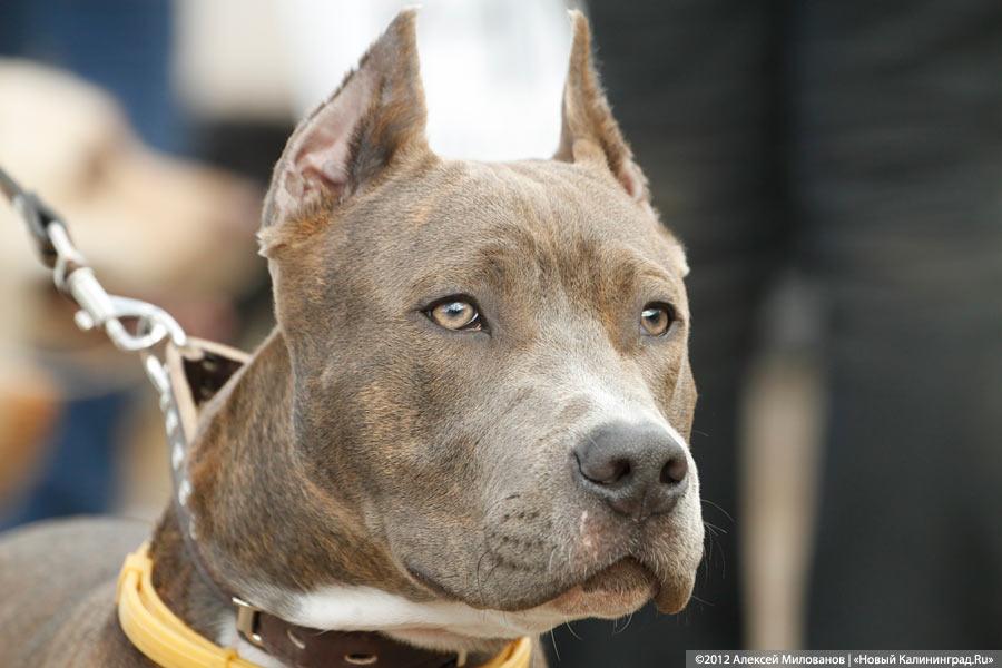 «Чистокровные двортерьеры»: фоторепортаж с выставки собак «Дворянское собрание»