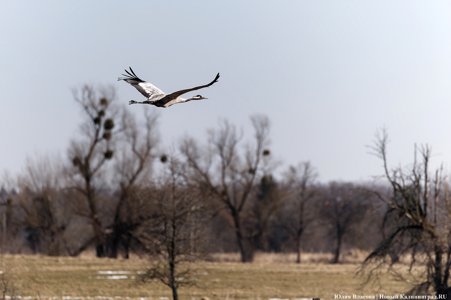 Мартовский «курлык»: в Калининградскую область вернулись журавли (фото)
