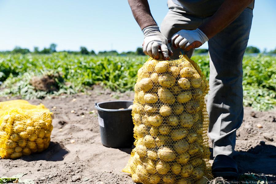 Славные клубни: в Калининградской области убирают картофель «по хорошей цене»