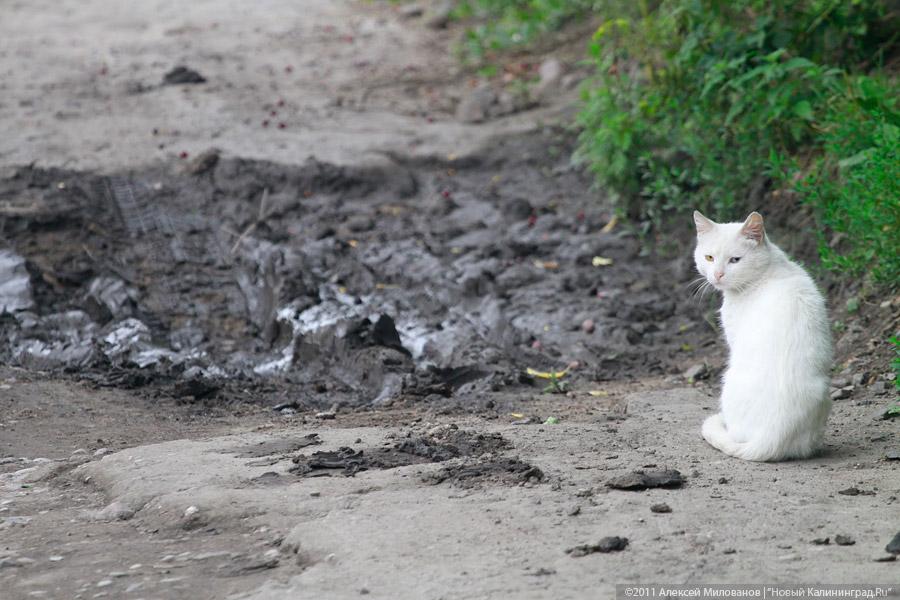 «Зыбучий гравий "Шпандина"»: фоторепортаж "Нового Калининграда.Ru"