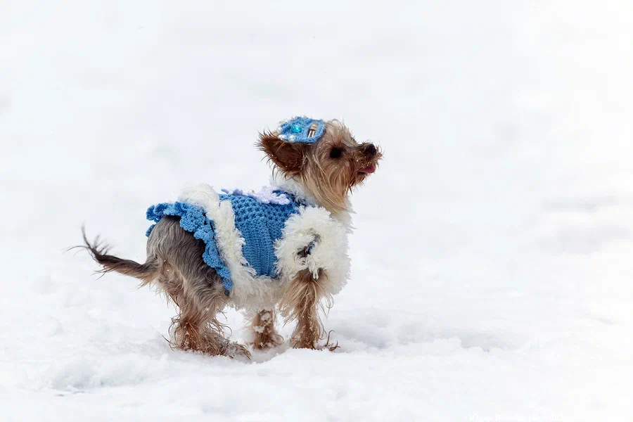 В России предложили ввести стандарт безопасных для животных зимних реагентов