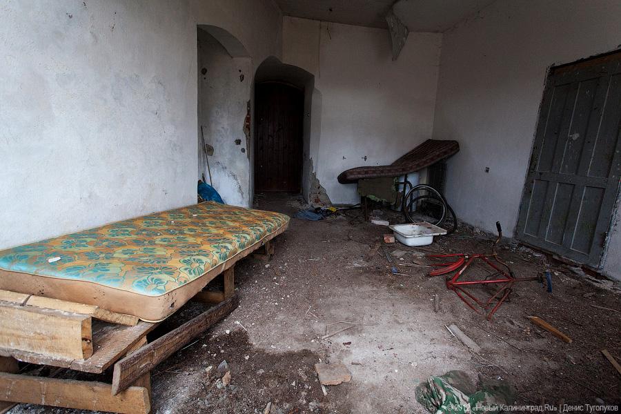 «Шаакен, волонтеры и кот Воровай»: фоторепортаж «Нового Калининграда.Ru»