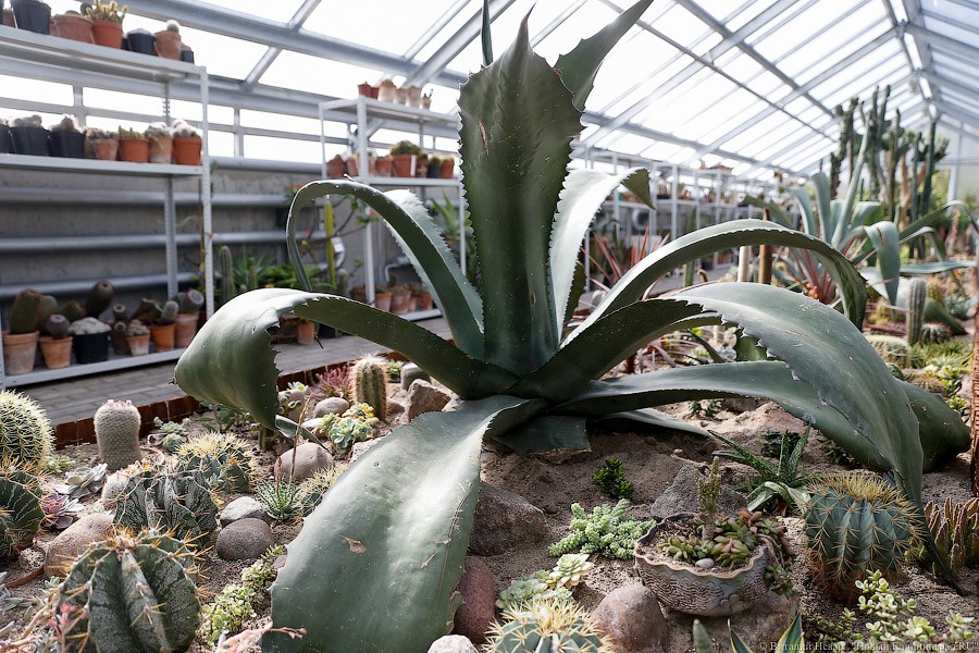 Дом для кактусов: в Ботаническом саду Калининграда открыли оранжерею (фото)