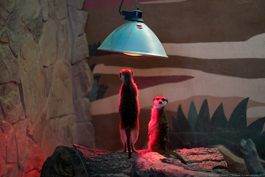 Вот компания какая: Калининградский зоопарк открыл все павильоны для посетителей