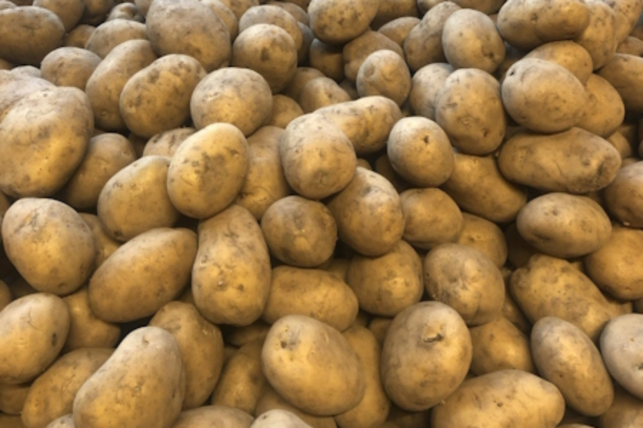 Лукашенко поручил вырастить столько картофеля, чтобы хватило и России