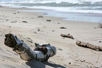 Правительство: самые грязные пляжи в Янтарном и у мыса Таран