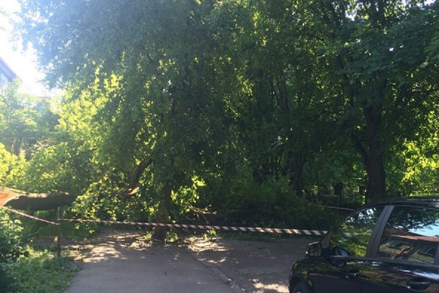 Проезд по ул. Банковской блокирован из-за упавшего на дорогу дерева (фото)