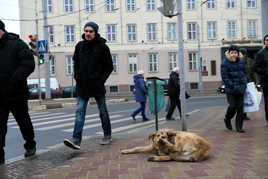 Жертвы транспортной войны: как калининградцы на работу добирались (фото)