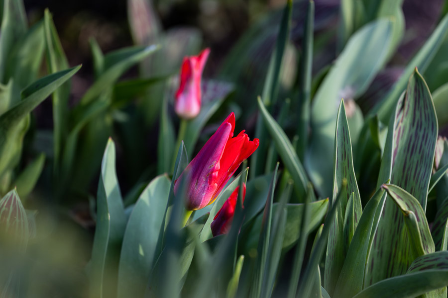 Весна в городе: посмотрите, как зацвёл Ботанический сад (фото)