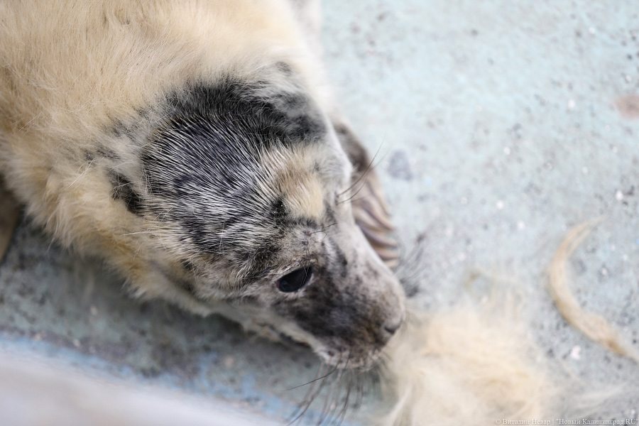 Мама, это я: в Калининградском зоопарке родились три тюлененка