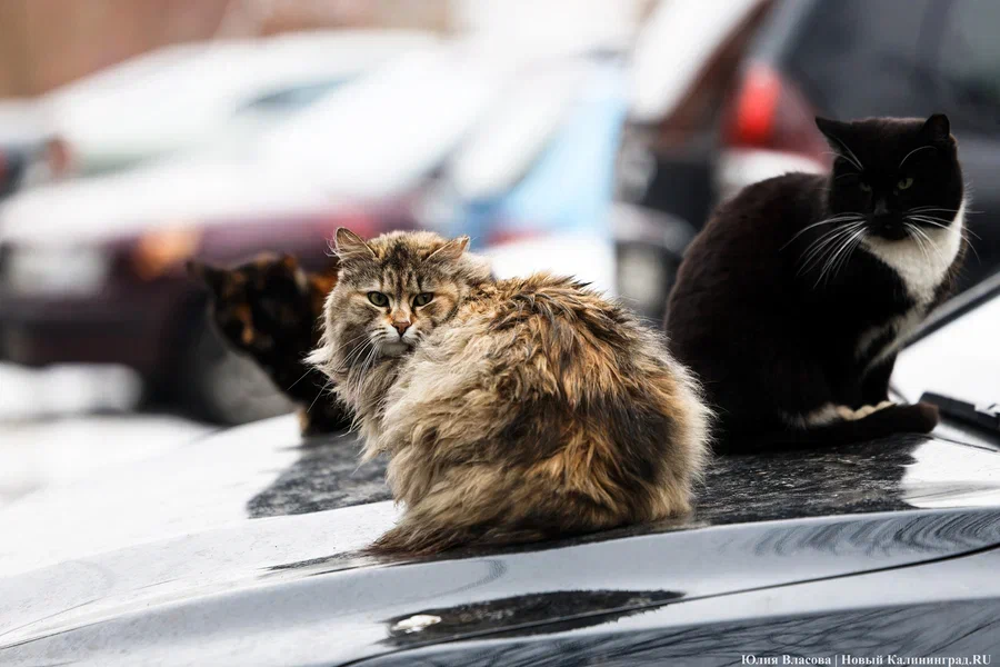 Потепление сведут на нет ветер и снег: прогноз погоды в Калининграде на неделю