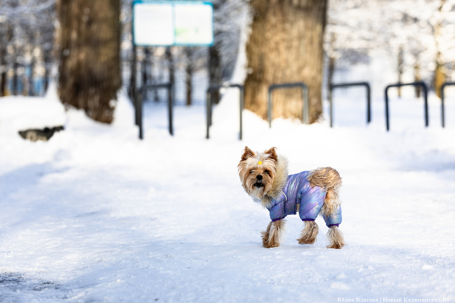 После двадцати лет ожидания: как Калининград встретил Новый год со снегом (фото)