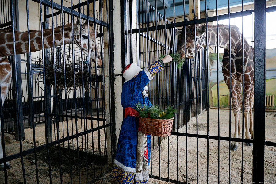 Подарки для зверей: как животных в зоопарке с Новым Годом поздравляли (фото)