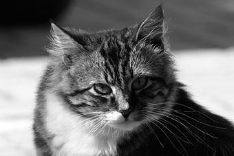 За убийство кота житель Зеленоградска приговорен к исправительным работам