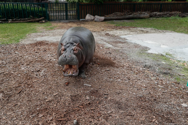 В Калининградском зоопарке бегемотов вывели на первую весеннюю прогулку (видео)