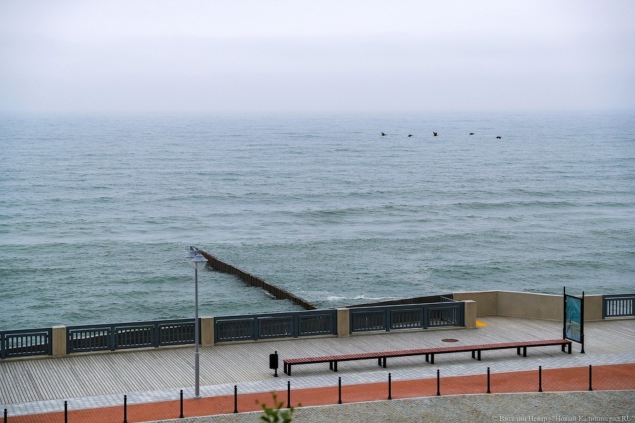 Много лиственницы и чуть песка: как выглядит светлогорский «пляж»  