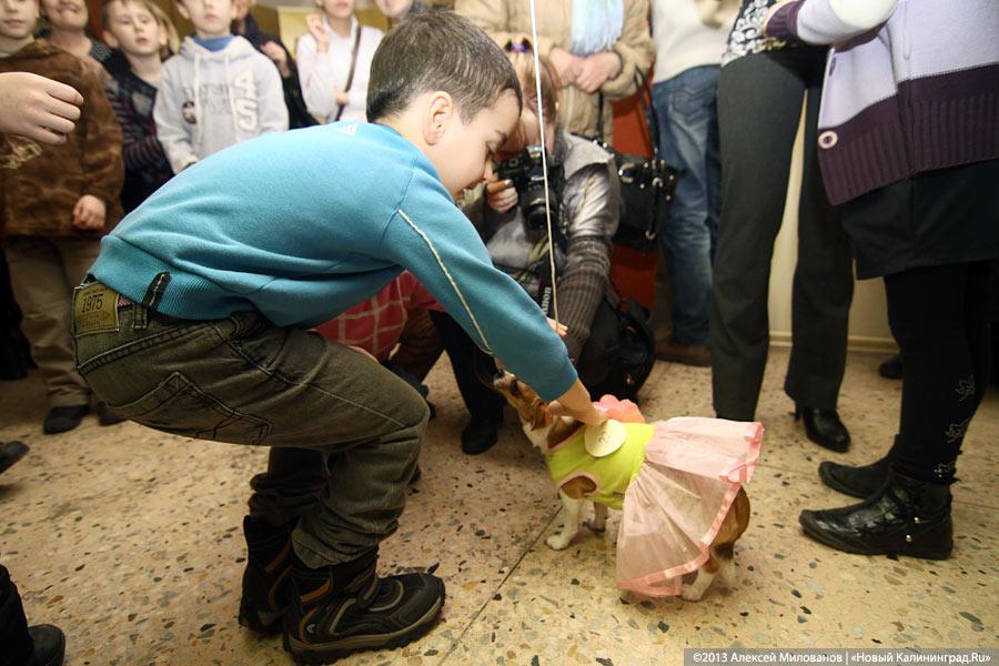 «Ой какая маленькая»: дефиле мини-собачек в музее янтаря