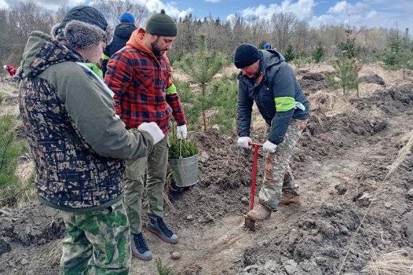 Под Янтарным высадили более 3000 саженцев европейской ели (фото)