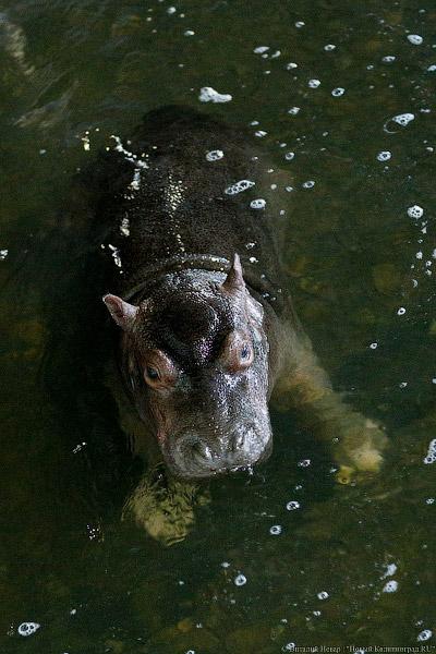 То ли сына, то ли дочь: в зоопарке Калининграда родился бегемотик (фото)