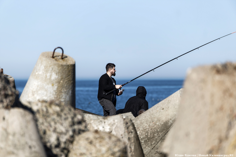 По несколько рыбин за раз: в Балтийске начался массовый лов салаки