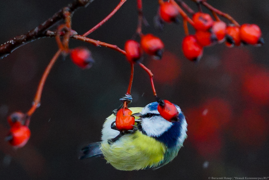 Лёгкий путь в иноагенты, всё дорожает и ОМС в цифре: нововведения декабря