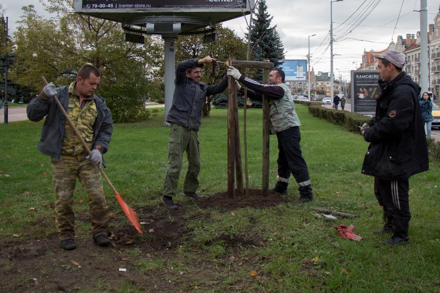 Мэрия Калининграда отчиталась о двух посаженных деревьях в центре