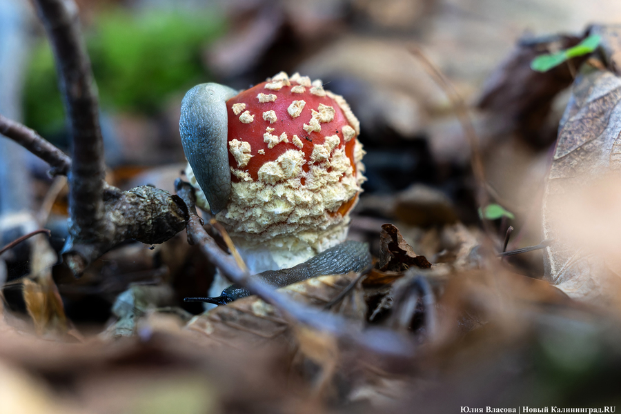 Они пошли: фоторепортаж с открытия «тихой охоты» в Калининградской области (фото)