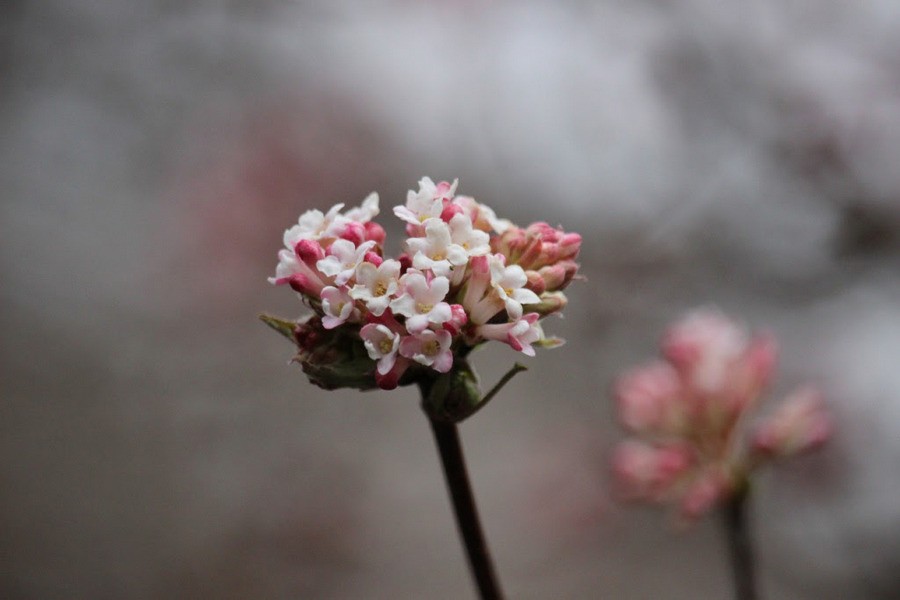 «Волшебный гамамелис»: в Ботаническом саду началось активное цветение (фото)