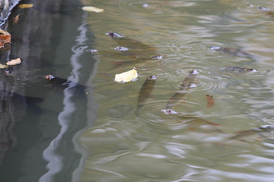 Отчего рыбе дурно: что происходит на Верхнем озере