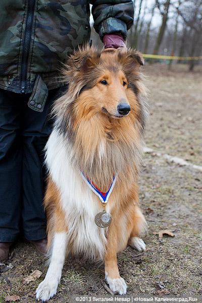 «Зубастые ловцы»: фоторепортаж с соревнований по дог-фрисби