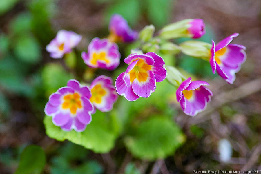 Тот, кто любит цветы: в Калининграде цветёт Ботанический сад (фото)
