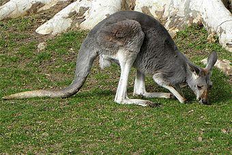 Директор зоопарка: за август погибли 7 кенгурят, карликовая бегемотиха и бизон