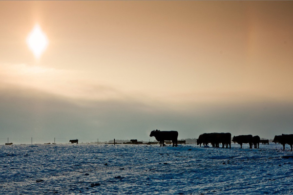 Балтийские ангусы «Мираторга» отправились на зимовку