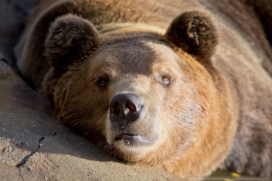 Накануне зимней спячки: зачем стоит идти в зоопарк осенью