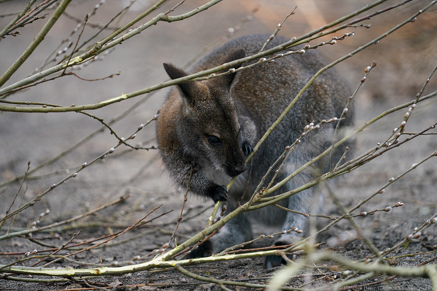 Фото: Виталий Невар / Новый Калининград