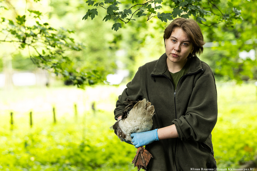 Вольные птицы: в зоопарке Калининграда пернатых выпустили в водоемы (фото)