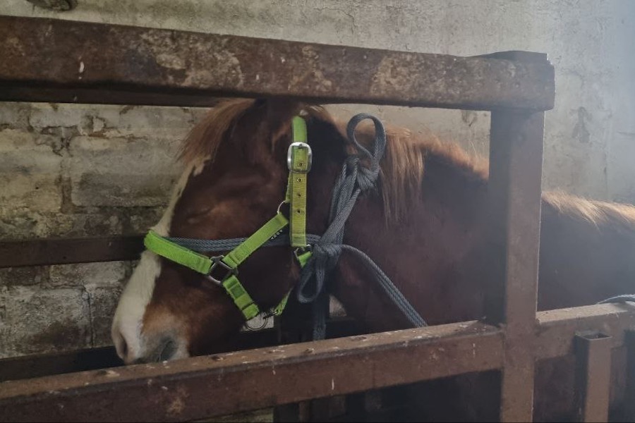 Калининградские зоозащитники выкупили коня Космоса, которого хотели пустить на мясо (фото)