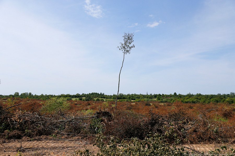 Бойня за землю: что мешает развиваться «Мираторгу» в Калининградской области