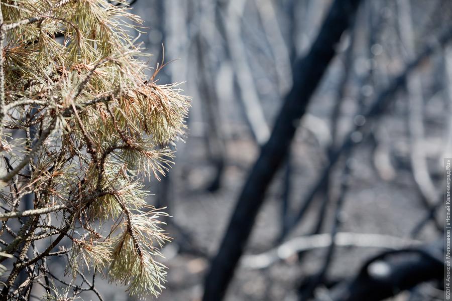 Когда рассеялся дым: после локализации лесного пожара на Куршской косе (фото)
