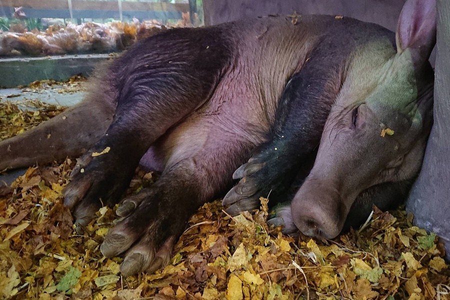 «Махровый педант»: зоопарк опубликовал видео кормления трубкозуба