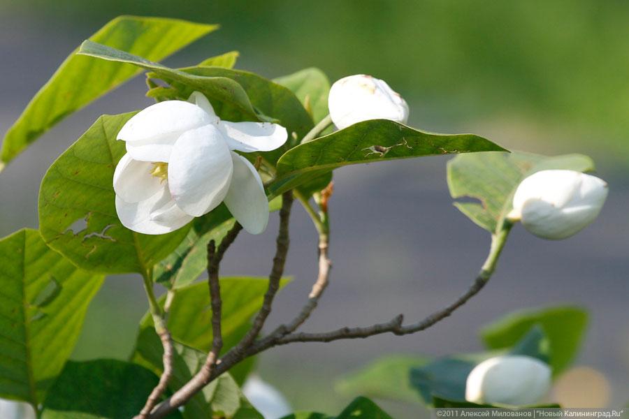 "Самая зеленая зона": фоторепортаж "Нового Калининграда.Ru"